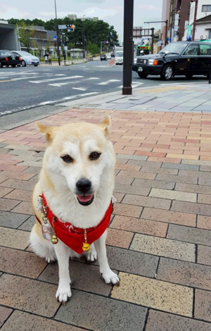 黒崎パトロール犬のモモちゃん