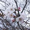 佐賀も桜開花しました。