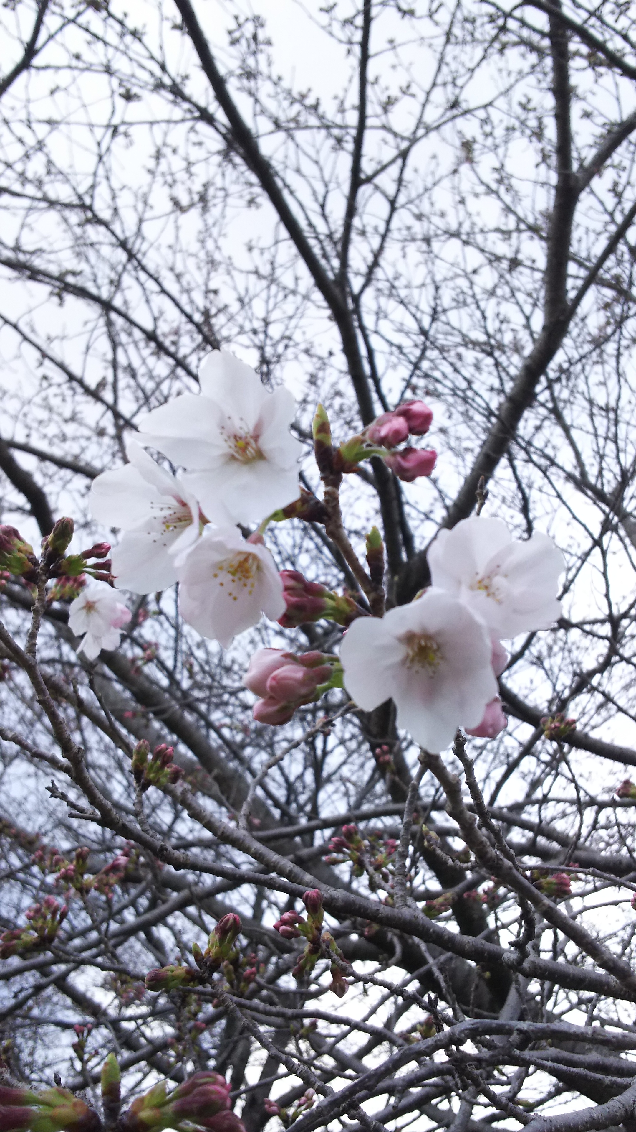佐賀も桜開花しました。