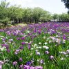 大村公園の花菖蒲