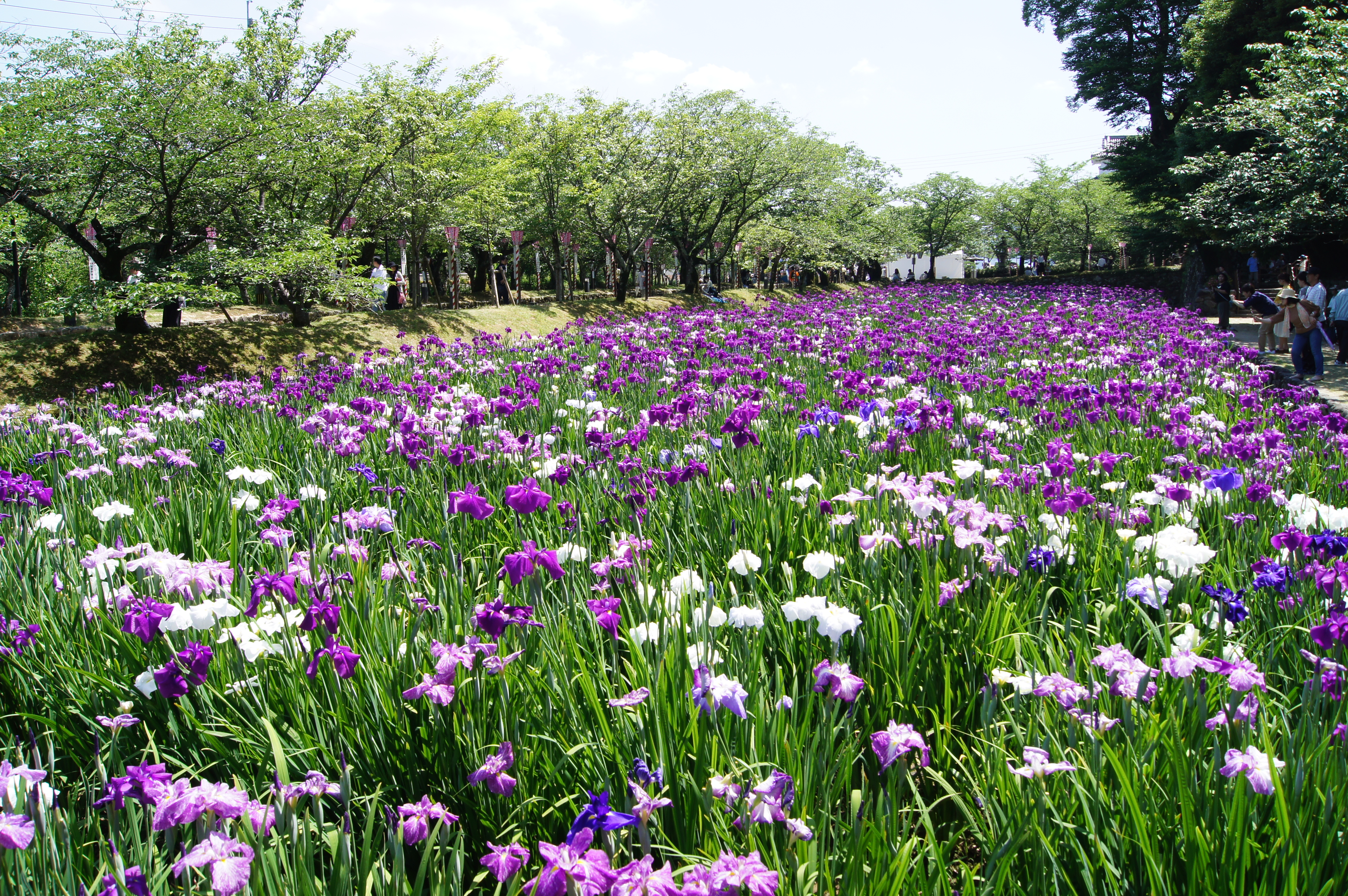 大村公園の花菖蒲