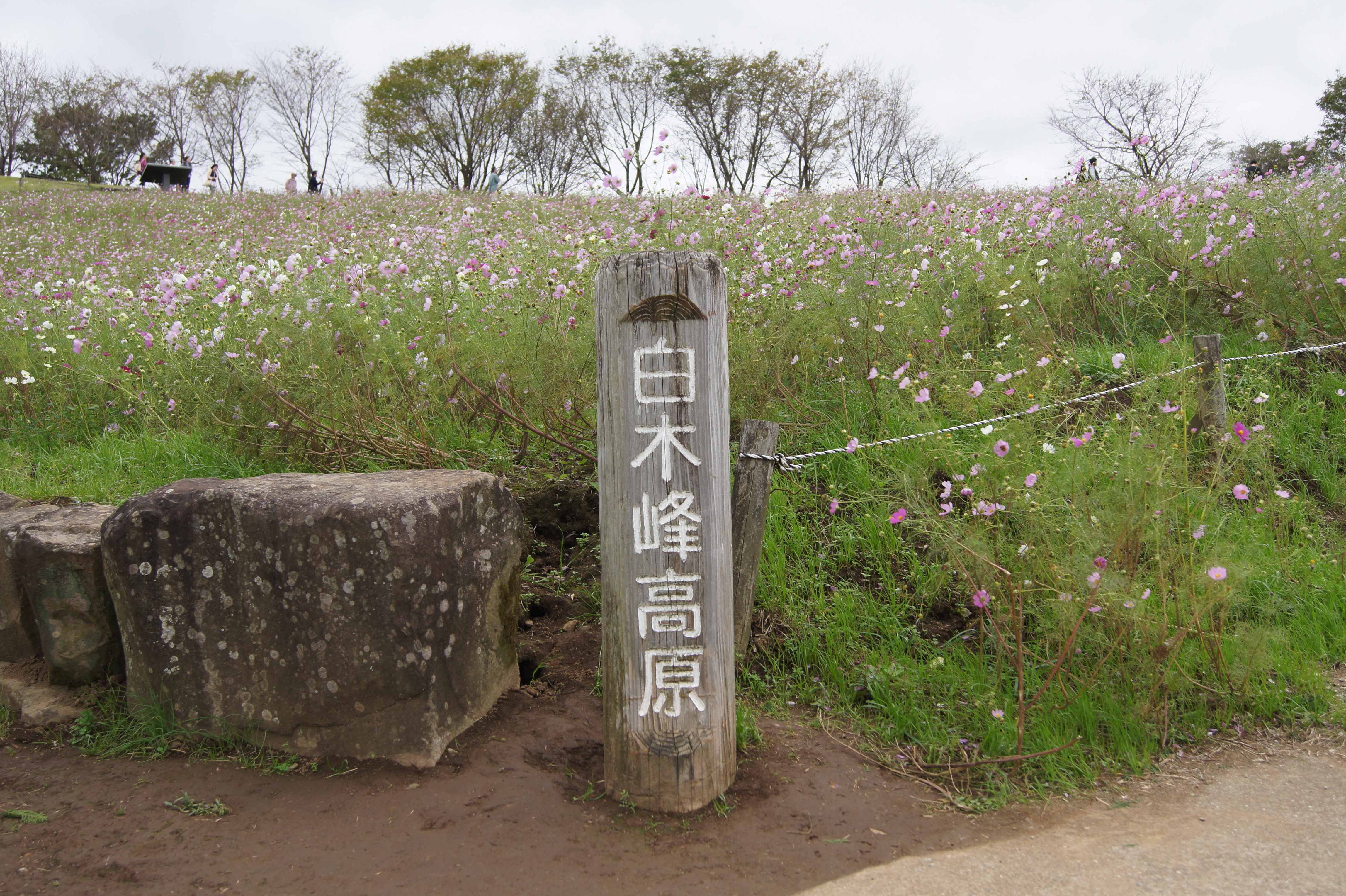 白木峰高原のコスモス