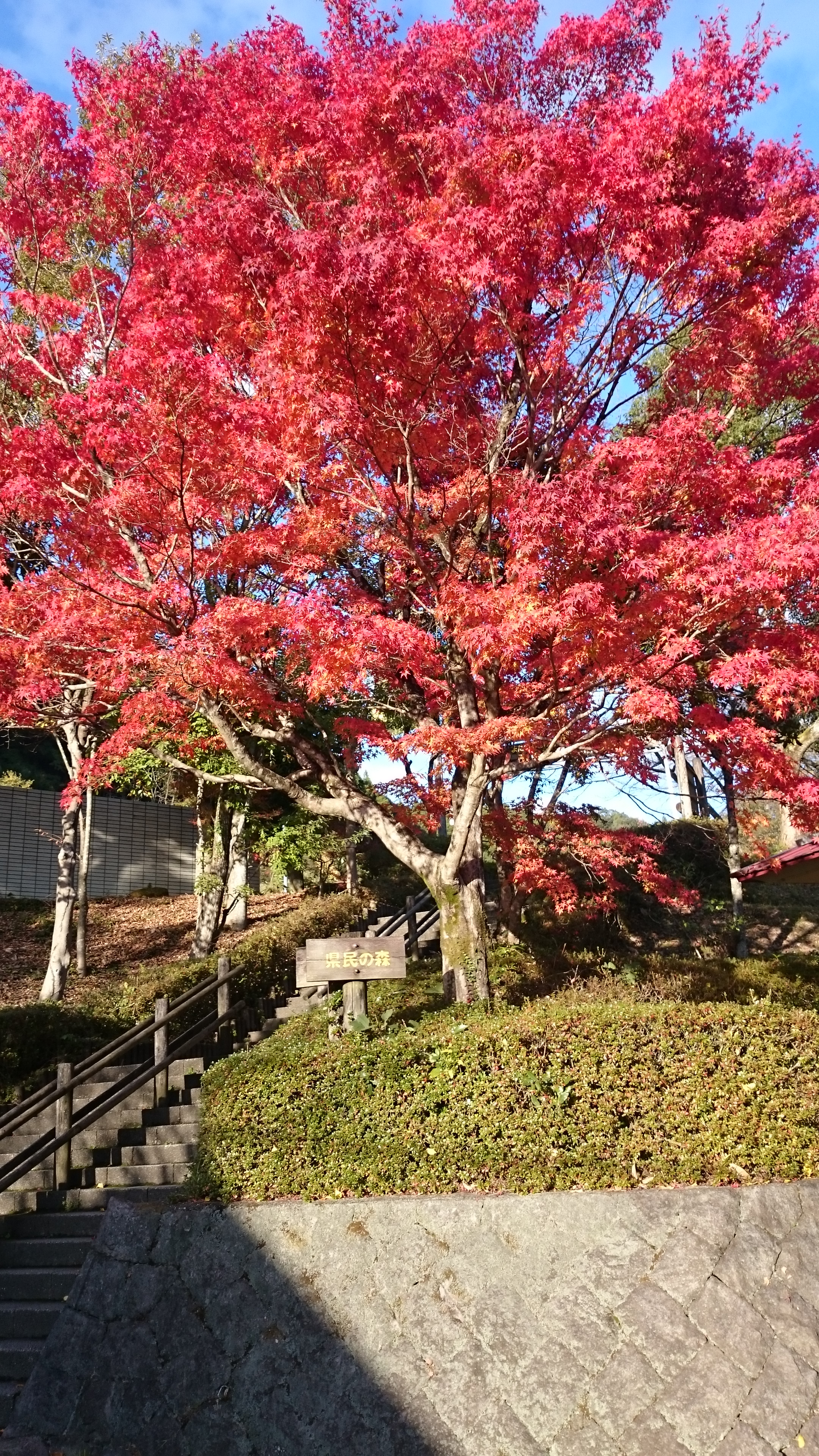 紅葉を満喫