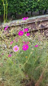 秋の花✿コスモス