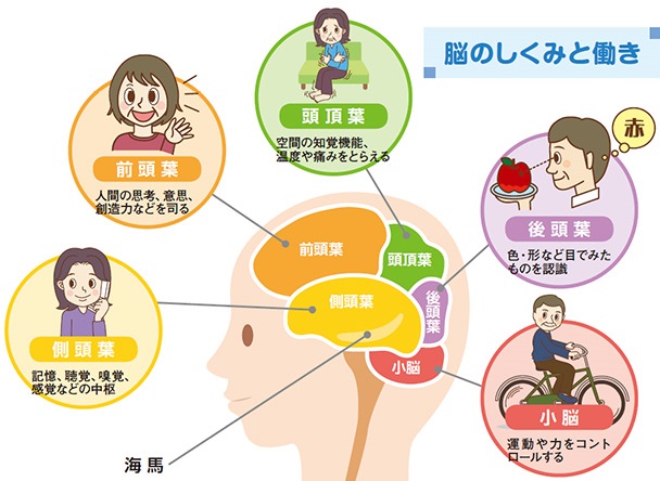 難聴が脳の機能に影響を及ぼす事