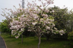 八重桜