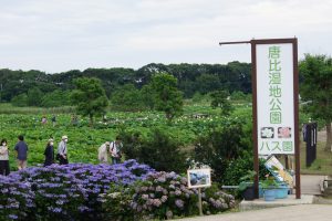 ハス 蓮 とレンコン 蓮根 岩永補聴器グループのブログ