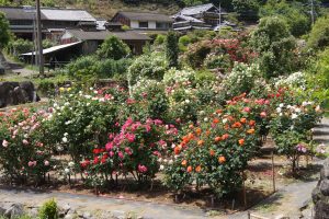 諫早市　大室さんのバラ園