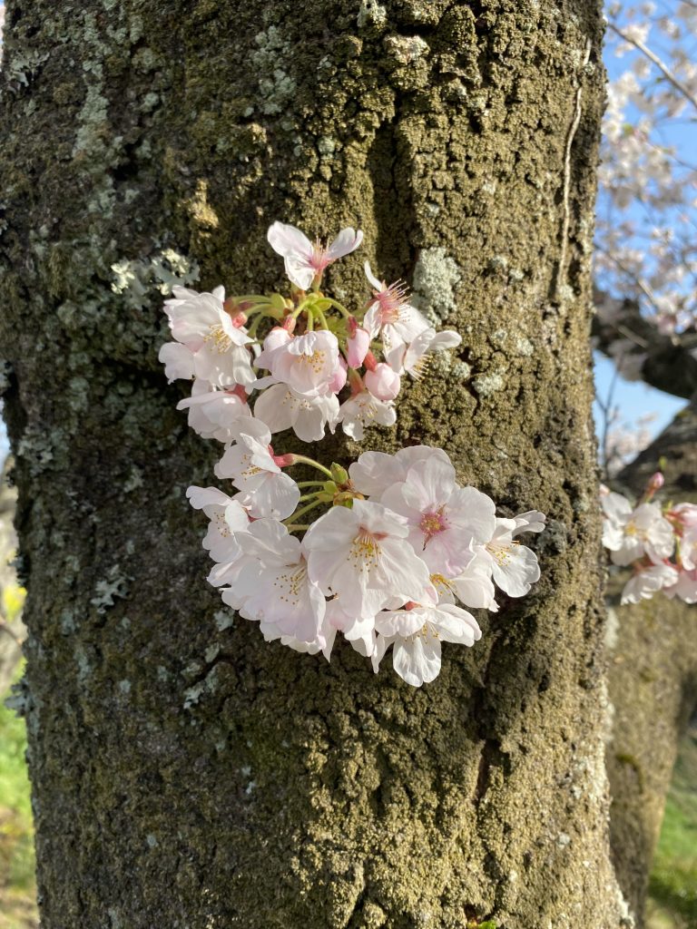 ぽかぽか陽気