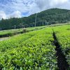 八女市星野村の緑茶