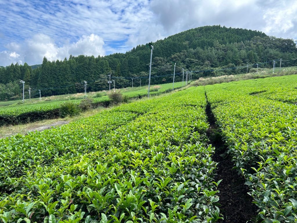 八女市星野村の緑茶