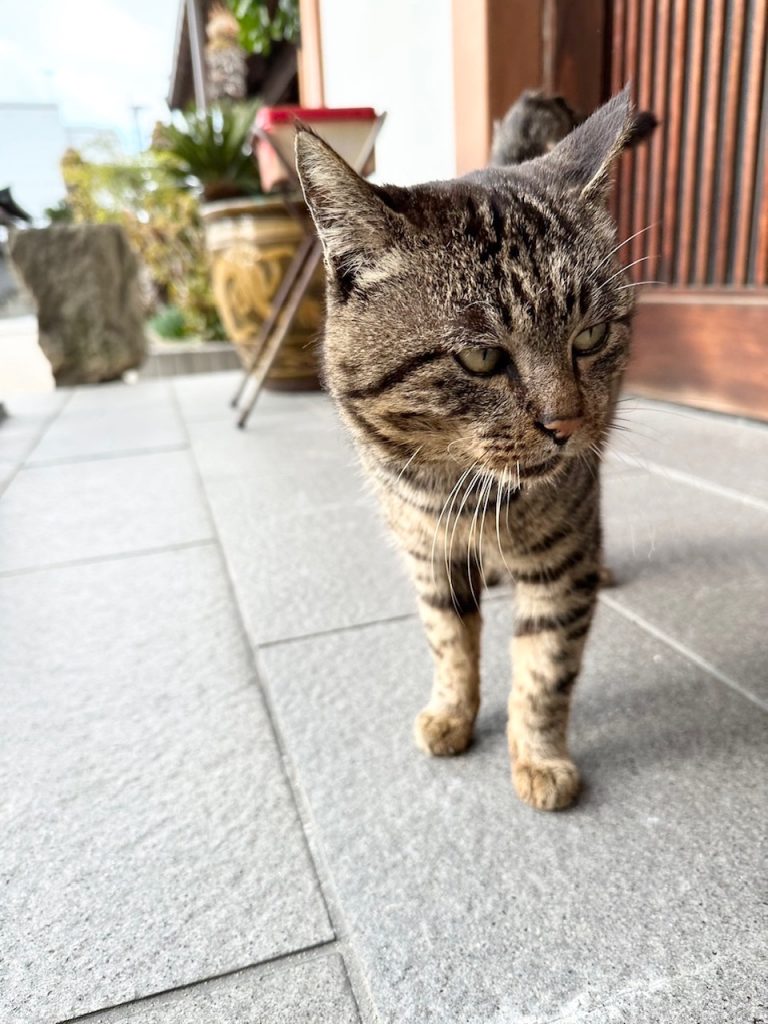 吹雪いてます